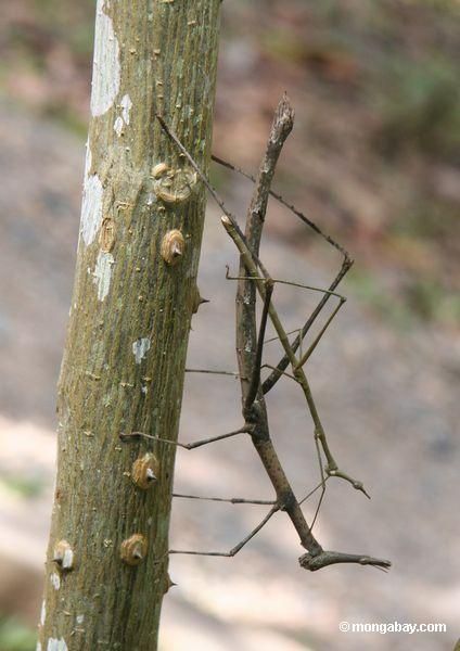 Walking stick insects mating (Proscopiidae family) Walking Stick Insect, Camouflage Animal, Interesting Bugs, Stick Insects, Insect Unit, Mantis Religiosa, Stick Bug, Stick Insect, Animal Adaptations