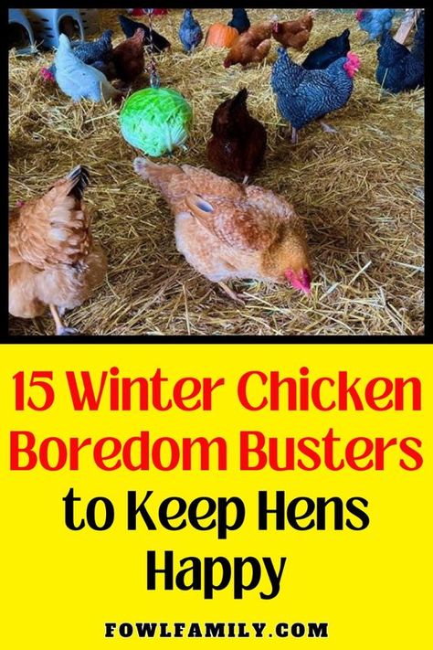 Keep your chickens entertained during cold months with these 15 winter boredom busters. From DIY toys to fun activities, discover ways to prevent destructive behavior and keep your flock active. Learn how to create a stimulating environment for happy hens. Chicken Run Activities, Diy Toys For Chickens, Chicken Enrichment Ideas, Chicken Boredom Buster, Chicken Entertainment, Toys For Chickens, Chicken Toys For Coop, Chicken Playground, Sultan Chicken