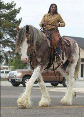 Horse Large Horse Breeds, Large Horse, Clydesdale Horses, Draft Horse, Big Horses, Most Beautiful Horses, Work Horses, Majestic Horse, Horse Crazy