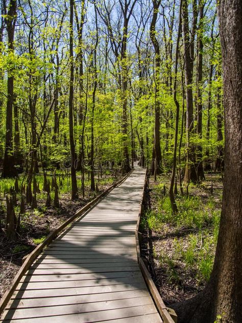 Boardwalk Through Hardwood Forests, Congaree National Park. A wooden boardwalk p #Sponsored , #Ad, #sponsored, #Hardwood, #Congaree, #wooden, #Forests Forest Boardwalk, Congaree National Park South Carolina, Wild Park, Wood Path, Congaree National Park, Wooded Landscaping, Resort Architecture, Park Forest, Forest Bathing