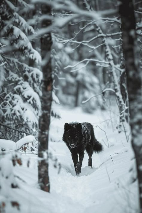 Melanistic Wolf, Therian Christmas, Werewolf Stories, Black Wolves, Wolf Running, Werewolf Aesthetic, Snow Aesthetic, Cat Diet, Wolf Images