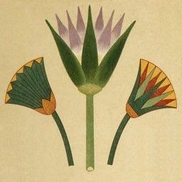 Egyptian Lotus Flower Ancient Egypt, Egyptian Lotus, Egyptian Motifs, Egypt Tattoo, Desert Flowers, Ancient Egyptian Art, Art Minimaliste, Egyptian Art, Tattoo Inspo