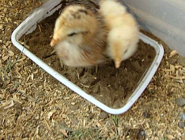 Brooder Box, Urban Chicken Farming, Baby Chicks Raising, Chicken Incubator, Best Egg Laying Chickens, Egg Laying Chickens, Urban Chickens, Dust Bath, Raising Backyard Chickens