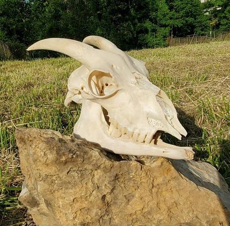 Goat Skull Reference, Skull Reference, Goat Skull, Wet Specimen, Jaw Bone, Animal Skulls, Skull And Bones, Goats, Garden Sculpture