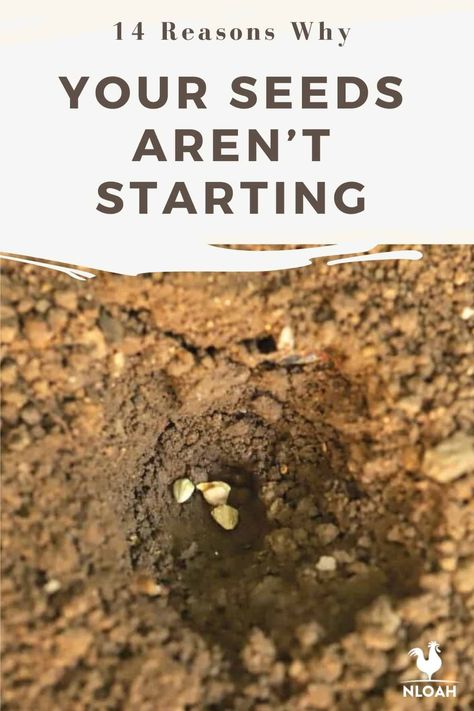 There are all kinds of reasons why your seeds might not be starting. Learn about 14 of the most common ones here. #seeds #gardening Kinds Of Cactus, Designing A Garden, Garden From Scratch, Garden Simple, Growing Vegetables In Pots, Starting Seeds Indoors, Homestead Gardens, Tips For Success, Soil Testing