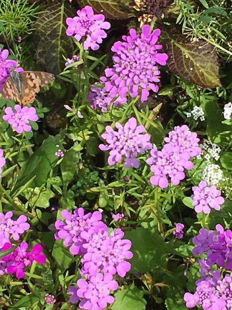 Candy Tuft Plant, Candy Tuft, Garden Containers, Pretty Flowers, Front Yard, Cottage, Candy, Yard, Plants