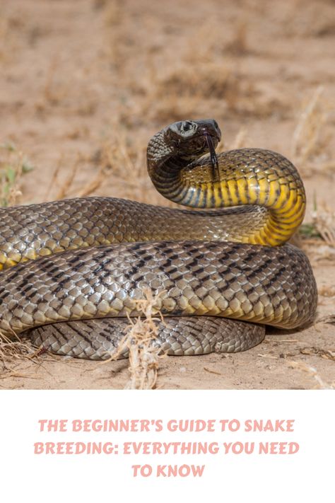 Learn the ins and outs of snake breeding with our beginner’s guide. From basics to expert tips, enhance your knowledge on snake breeding. Snake Breeding, Puppy Whining, Snake Breeds, Baby Huskies, Baby Snakes, Interesting Animals, Animal Habitats, Ins And Outs, Animal Behavior