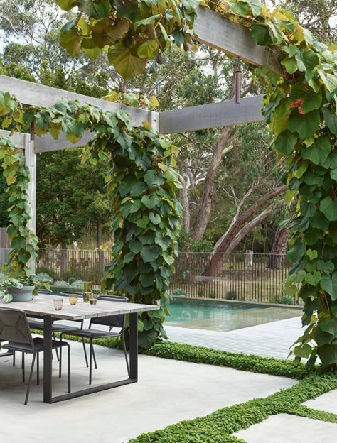 A Boundless Garden Immersed In Native Bushland Pool Landscaping With Rocks, Honeysuckle House, Melbourne Garden, Beach House Garden, Pool Landscaping Ideas, Courtyard Gardens Design, Pool Landscape Design, Exterior Garden, Small Courtyards