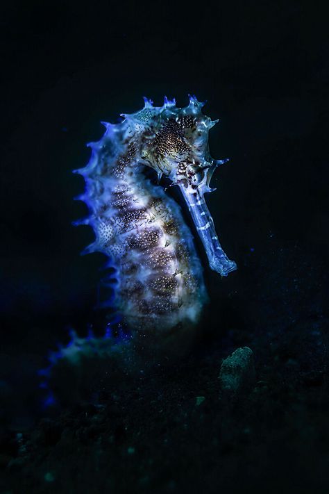 Sea Horse Photography, Versace Mermaid, Seahorse Aesthetic, Seahorse Photo, Drawing Seahorse, Sea Animals Tattoo, Seahorse Facts, Mammals Animals, Seahorse Drawing