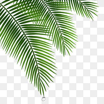 pohon kelapa,daun-daun,tetesan air,elemen,bahan,gratis Coconut Tree Leaves, Coconut Clipart, Draw Tree, Water Clipart, Tree Psd, Palm Tree Png, Wedding Symbols, Leaves Clipart, Coconut Leaves