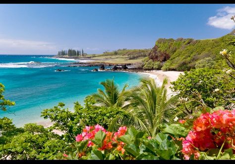 Beaches Hawaii, Tropical Places, Plants Photo, Hawaii Destinations, Hawaiian Vacation, Trip Essentials, Tropical Beaches, Beach Background, Sunset Nature