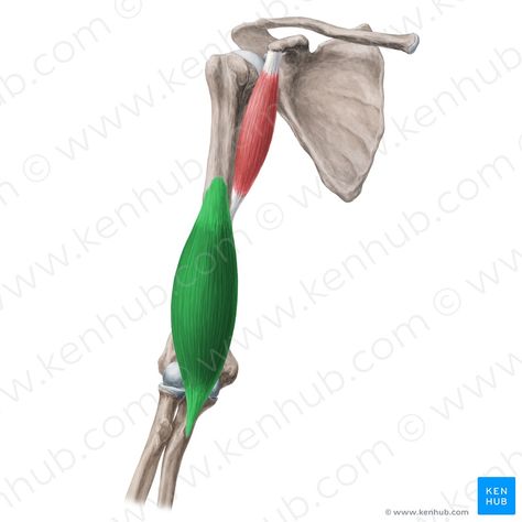 Brachialis muscle (Musculus brachialis); Image: Yousun Koh Brachialis Muscle, Triceps Brachii Muscle, Biceps Brachii Muscle, Hip Anatomy, Soleus Muscle, Muscle Diagram, Gastrocnemius Muscle, Head Muscles, Arm Anatomy