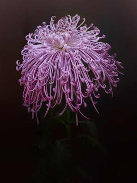 Seaton’s Galaxy | Oregon Chrysanthemums and Hostas LLC Purple Spider, Full Potential, A Color, Chrysanthemum, To Grow, Oregon, Purple, Color