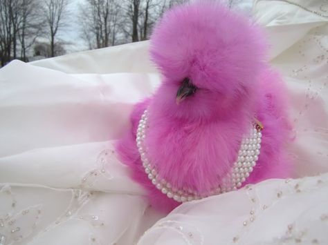 Fluffy Chicken, Best Egg Laying Chickens, Egg Laying Chickens, Fancy Chickens, Silkie Chickens, Beautiful Chickens, Cute Chickens, Chickens And Roosters, Chicken Breeds