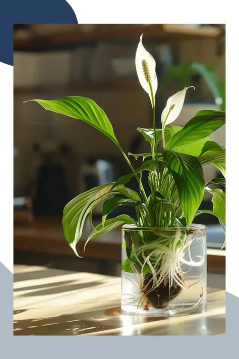 Growing a peace lily in water is a simple and rewarding way to enjoy this beautiful, low-maintenance plant. With its lush green leaves and elegant white flowers, the peace lily adds a touch of nature to any indoor space. In this article, we’ll provide an easy guide to help you successfully grow a peace lily in water, covering everything from initial setup to ongoing care, ensuring your plant thrives in its new environment. How To Grow Peace Lily In Water, Grow Peace Lily In Water, Peace Lily In Water, Peace Lily Plant Care, Peace Lily Care, Peace Plant, Lily Plant Care, Sympathy Plants, Peace Lilies