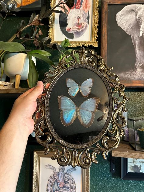 Two Morpho butterflies in a real vintage bubble glass frame with a black velour background. All specimen are spread by me, ethically and sustainably sourced. Vintage Butterfly Decor, Real Butterfly Art, Butterfly Terrarium, Vintage Butterfly Art, Gothic Gallery Wall, Botanical Aesthetic, Dark Botanical, Butterfly Room, Clay Inspo