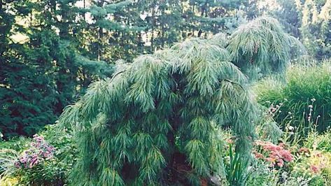 Pine, White - Grown By You Japanese White Pine, Landscape Shrubs, Pinus Strobus, Lake Landscaping, Sauna Shower, Conifers Garden, Blue Trees, Evergreen Garden, When To Plant