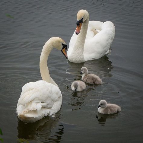 Geese Pictures, Swan Family, Animal Families, Beautiful Wildlife, Mute Swan, Wild Duck, Beautiful Swan, Giving Up On Life, Swan Song