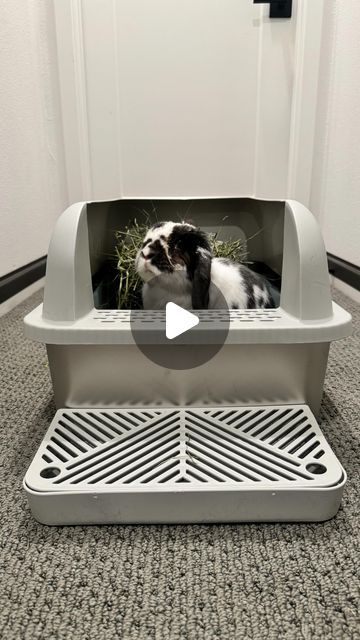 Miniature Lop Bunny, Rabbit Litter Box Ideas Diy, Bunny Cage Setup, Rabbit Litter Box Ideas, Rabbit Indoor House Ideas, Bunny Litter Box Ideas, Indoor Rabbit Setup, Diy Bunny Cage, Bunny Litter Box