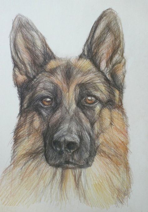 Drawing German Shepherd, German Shepherd Art, Colored Pencil Artwork, Dog Sketch, 강아지 그림, Colored Pencil Drawing, Animal Sketches, Color Pencil Art, Arte Animal