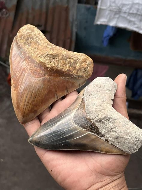 Fans of DEEP BLUE and GREAT WHITE SHARKS | Megalodon tooth fossil | Facebook Sharks Megalodon, Megalodon Tooth, White Sharks, Great White Shark, Great White, Shark Teeth, Sharks, Dinosaurs, Deep Blue