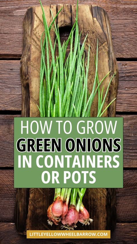 How to grow green onions in a container or pots. If you plan to do some container gardening this spring and summer, here are our best tips for growing green onions from seed. Growing green onions in containers is an easy way to always have fresh green onions on hand. We also offer the best tips for regrowing green onions in water and more. This is the best growth tips for green onions for beginners or avid gardeners. Making growing veggies and green onions simple and easy! How To Grow Green Onions, Green Onions In Water, Onions In Containers, Regrow Veggies, Growing Green Onions, Onions From Seed, Grow Green Onions, Regrow Green Onions, Green Onions Growing