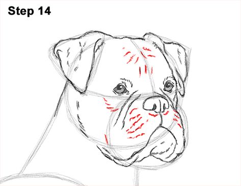 Dog Sketch Easy, Boxer Drawing, Dog Face Drawing, Dog Portrait Drawing, Boxer Dogs Art, Dog Drawings, Drawing Instructions, Painting Animals, Dog Business