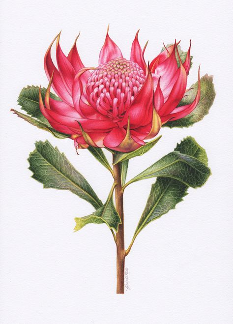 Waratah Botanical Illustration ~ Australian Geographic Magazine Issue 130-0 Waratah Flower, Australian Wildflowers, Australian Flowers, Australian Native Flowers, Home Decoration Ideas, Plant Drawing, Botanical Painting, Scientific Illustration, Australian Art