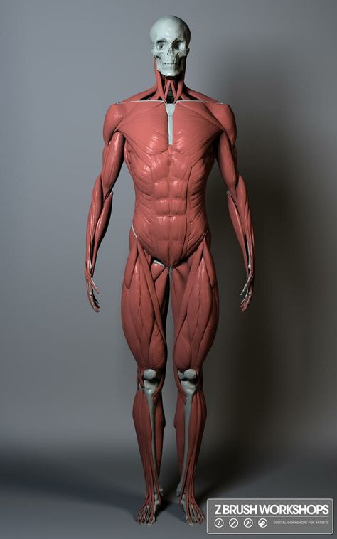 Anatomy Muscles, Anatomy Male, Human Muscle Anatomy, Human Anatomy Reference, 3d Anatomy, Man Anatomy, Life Drawing Reference, Anatomy Models, Anatomy Tutorial