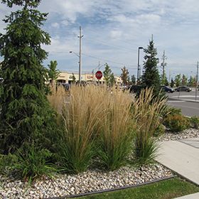 Reed Grass Landscaping, Karl Forester, Grass Landscaping, Farm Landscaping, Feather Reed Grass, Pest Control Plants, Privacy Plants, Perennial Grasses, Lawn Fertilizer