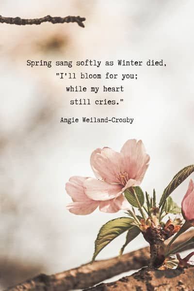 nature poetry about spring and winter | spring inspirational quote | grief quote | nature quote about love and heartache | a picture of a pink flower | "Spring sang softly as Winter died, "I'll bloom for you; while my heart still cries."  Angie Weiland-Crosby     #quotes #naturequote #spring #winter #poetry #naturephotography #pink #flower #springishere #blogging #springtime #soul #winter #love #hope #angieweilandcrosby #momsoulsoothers Poetry About Spring, Spring Inspirational Quotes, Springtime Quotes, Spring Poetry, Winter Poetry, Winter Quote, Spring Poem, Nature Quotes Inspirational, Nature Poetry