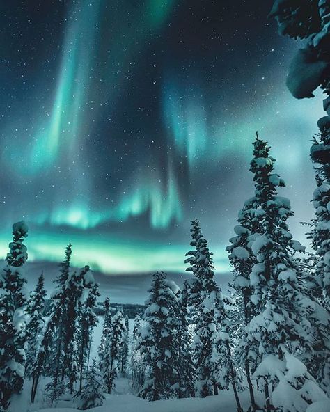 Northern Lights in Canada Do you want to go here? by @dreamingandwandering Northern Lights Photography, Northern Lights Painting, Aurora Australis, Northern Lights (aurora Borealis), Northern Light, Aurora Borealis Northern Lights, Earth Pictures, See The Northern Lights, Voyage Europe