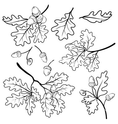 Oak branches with acorns outline vector by oksanaok - Image ... Oak Leaf Tattoos, Oak Tree Drawings, Oak Tree Silhouette, Branches With Leaves, White Oak Tree, Black Contour, Tooling Patterns, Silhouette Tattoos, Wood Burning Patterns