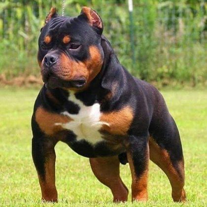 15 Unbelievable Rottweiler Crossbreeds You Must See To Believe - Rottweiler Life Bull Mastiff Dogs, Pitbull Mix Puppies, Pitbull Dog Breed, Rottweiler Breed, Bully Breeds Dogs, Rottweiler Mix, Rottweiler Lovers, Dog Picture, Mastiff Dogs