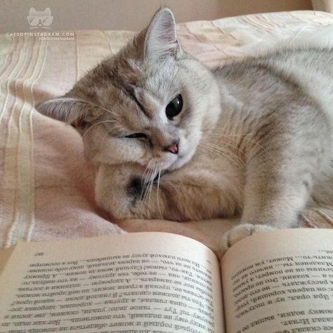 #funny #cat #animal #animals #cats #funnycats #hilarious #hilariouscat #животные #кот #коты #смешнойкот #kitten #littlecat #catplay #funnycat #bestcat #kitty A Cat, Reading