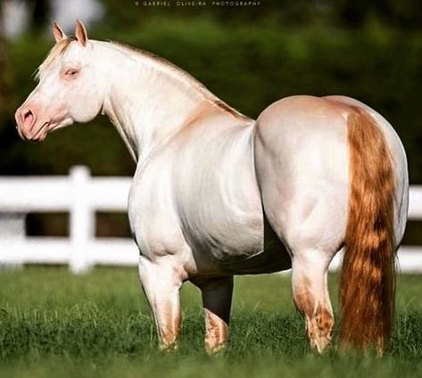 Roan Horse, Mules Animal, Aqha Horses, Quarter Horse Stallion, American Quarter Horse, Most Beautiful Horses, Horse World, All The Pretty Horses, Draft Horses