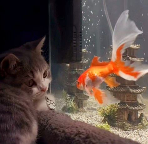 Cat Aquarium, Cat And Fish, Silly Cats Pictures, Sugar Glider, Cat Boarding, Cat Aesthetic, Lego Ninjago, Silly Cats, Pretty Cats