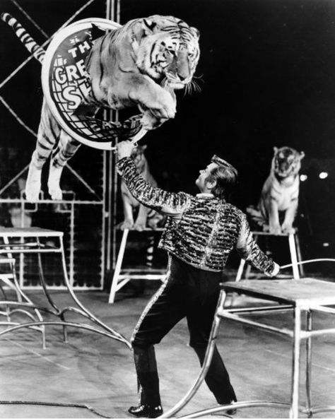 Vintage Circus | Charly Baumann, Animal Trainer | Ringling Brothers and Barnum & Bailey Circus (1970) 1890s Circus, Circus Pictures, Ringling Brothers Circus, Steampunk Circus, Circus Acrobat, Be Your Self, Circus Lion, Old Circus, Barnum Bailey Circus