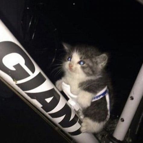 Gray White, Cute Cat, Bicycle, Bike, White