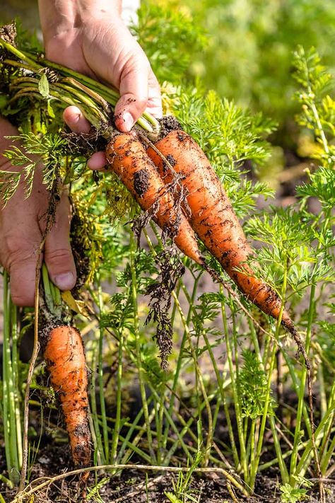 Carrot Gardening, Growing Carrots, Succession Planting, Carrot Top, Carrot Seeds, Root Growth, Garden Boxes, Growing Indoors, Seed Packets