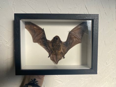 one of my new treasured house decor cuties Rogue Taxidermy, Faux Moth Taxidermy, Faux Taxidermy Bugs, Goth Taxidermy, Taxidermy Bat, Bat Tattoo, Faux Taxidermy, Taxidermy, Bat