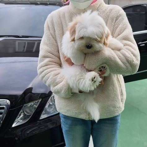 Coton De Tulear Puppy, Hypoallergenic Puppies, Coton De Tulear Dogs, 2023 Mood, Cutest Puppies, Hypoallergenic Dogs, Coton De Tulear, Cute Puppy Pictures, Cute Animals Puppies