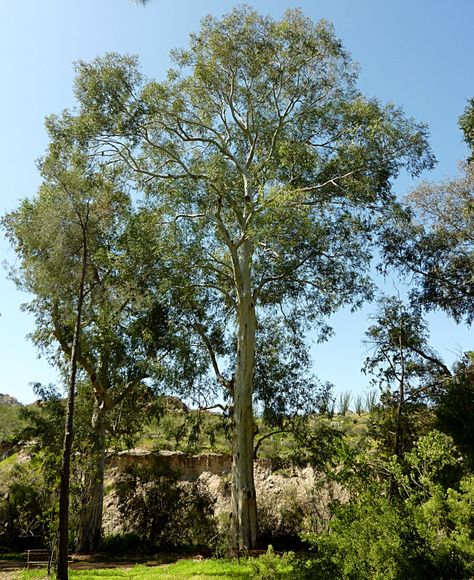 Eucalyptus camaldulensis. Red Gum Eucalyptus. Large, Australian native. Not cold tolerant. Does well here, but too large for near a home. Attracts bees & butterflies. Roots are invasive - they steal water!  Lots of litter. Prone to sudden limb drop! Full sun. Fast grower. Eucalyptus Camaldulensis, Tucson Sunset, Attracting Bees, Australian Native, Tucson, Gum, Butterflies, Trees, Sun