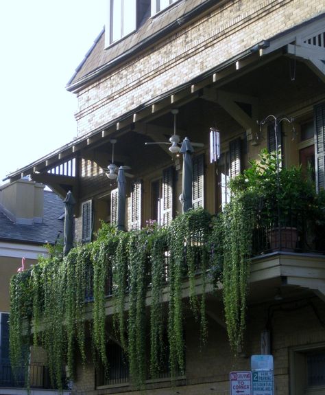 Balcony Vines, Balcony Hanging Plants, Spanish Bedroom, Hanging Plants Outdoor, Balcony Planters, Balcony Flowers, Chasing Fireflies, Balcony Plants, Hanging Vines