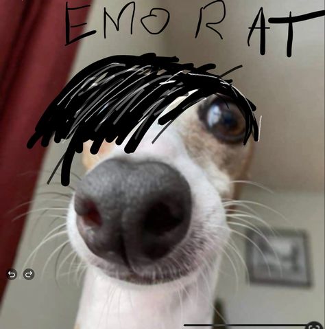 Emo dog Emo Dog, Emo Rat, Whippet, Funny Pics, Rats, Album Covers, Cute Dogs, Funny Pictures, Memes