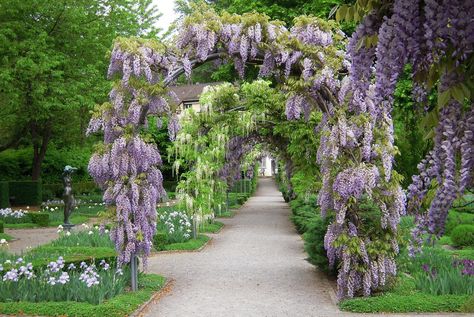 Wisteria Arbor, Flowers Wedding Decoration, Faux Flowers Wedding, Farm Inspiration, Wisteria Wedding, Garden Archway, Wisteria Flower, Backyard Landscape, Artificial Flowers Wedding