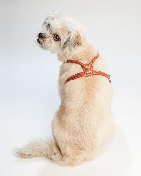 HARNESSES | DOG & CO. Leather Dog Harness, Cat Harness, Animal Nutrition, Leather Harness, Service Dogs, Dog Harness, Yorkshire Terrier, Shih Tzu, Italian Leather