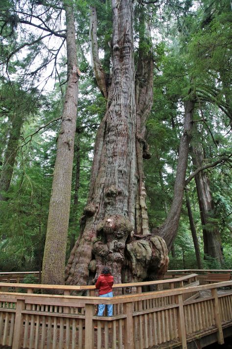 Vacation Routine, Rockaway Beach Oregon, Travel Oregon, Oregon Hikes, Cannon Beach Oregon, Wooden Walkways, Pacific City, Rockaway Beach, West Coast Road Trip