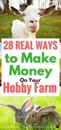 Make money on your hobby farm or small homestead with these 28 ideas. Small Homestead, Farm Plans, Homestead Farm, Farm Business, Homesteading Skills, Hobby Farm, Mini Farm, Urban Homesteading, Living Off The Land