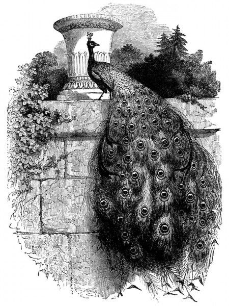 Gorgeous Vintage Peacock Woodcut Art from the Late 1800's - Click for larger printable image Peacock Sketch, Peacock Artwork, Pen Art Work, Woodcut Art, Doodle Art Drawing, Peacock Art, Tinta China, Antique Illustration, Black N White Images